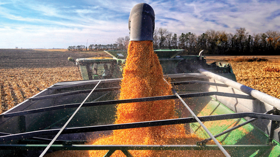 Combine dumping corn into a grain cart